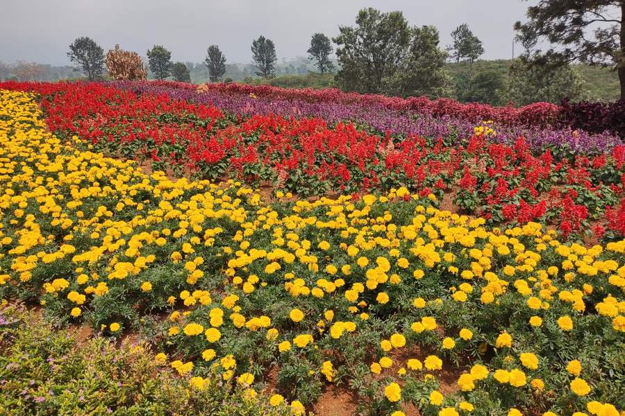 Tamu berfoto di kebun bunga saat tour Bandung