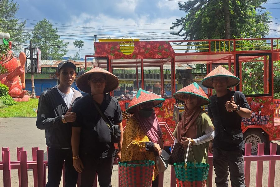 Tamu memetik stroberi di kebun