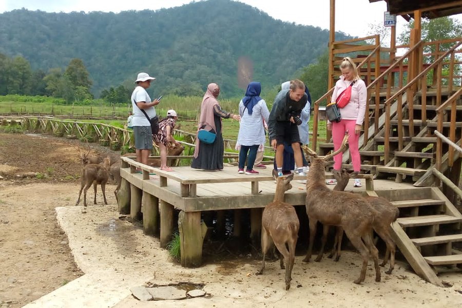 Tamu memberi makan rusa di Ranca Upas