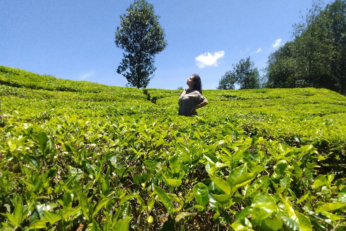 Hamparan kebun teh Rancabali Ciwidey